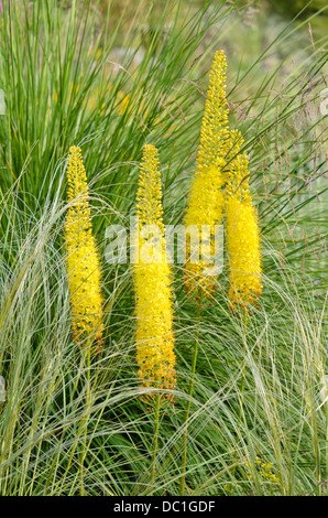 Foxtail Lily (Eremurus stenophyllus) Stockfoto