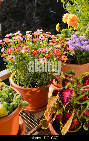 Marguerite (Argyranthemum frutescens "Madeira deep Rose") und coleus (solenostemon scutellarioides Syn. coleus Blumei) Stockfoto