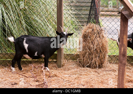 Ziegen In Gefangenschaft Essen Stroh Stockfoto