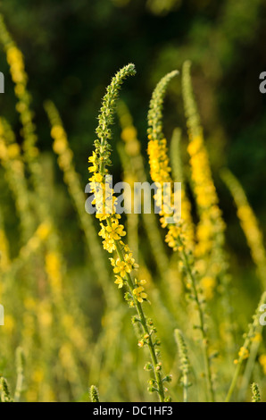 Gemeinsame agrimony (agrimonia eupatoria) Stockfoto