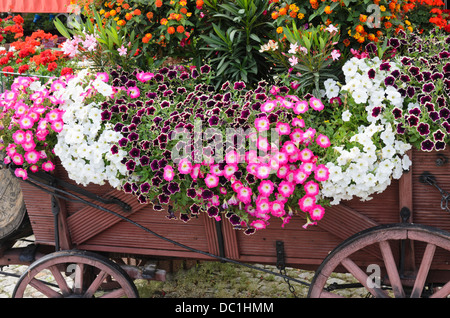Petunien (Petunia), Oleander (Nerium oleander) und West indischen lantanas (Lantana camara) Stockfoto
