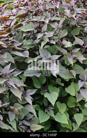 Weiß Snakeroot (ageratina altissima 'chocolate' syn. Eupatorium rugosum "Schokolade") Stockfoto