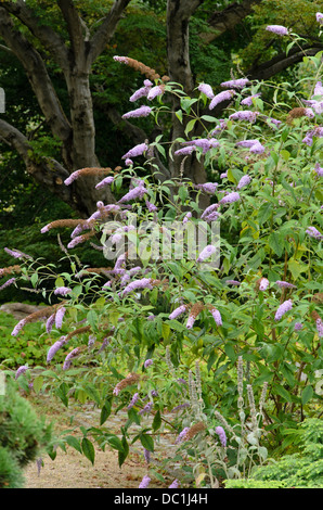 Gemeinsame butterfly Bush (Buddleja davidii 'nanho Purple') Stockfoto