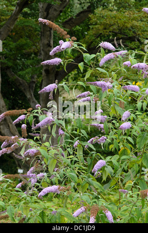 Gemeinsame butterfly Bush (Buddleja davidii 'nanho Purple') Stockfoto