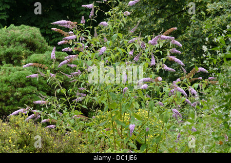 Gemeinsame butterfly Bush (Buddleja davidii 'nanho Purple') Stockfoto