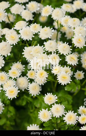 Mutterkraut (Tanacetum parthenium Elma Stern') Stockfoto