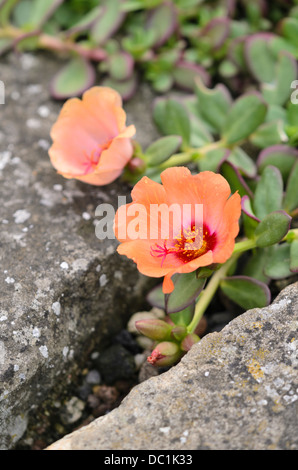 Wingpod Portulak (portulaca umbraticola) Stockfoto