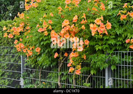 Trompete Kriechgang (Campsis radicans) Stockfoto