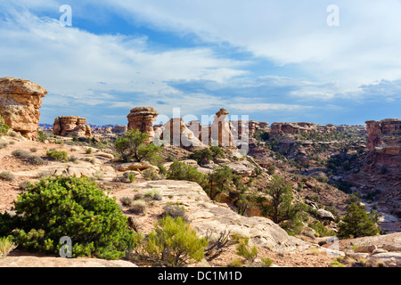 Abschnitt "Nadeln" Canyonlands National Park, Utah, USA Stockfoto