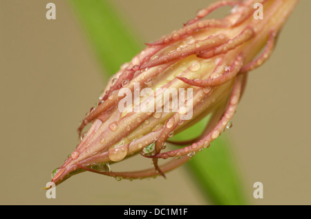 Epiphyllum Oxypetalum, eine Nacht-blühenden Kaktus Blütenknospe Stockfoto