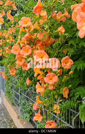 Trompete Kriechgang (Campsis radicans) Stockfoto