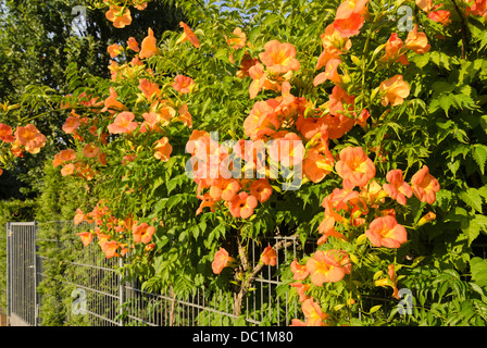 Trompete Kriechgang (Campsis radicans) Stockfoto