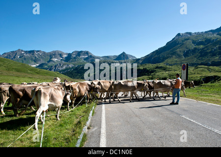 Schweiz, Kanton Tessin, Lucomagno Pass, Kühe Stockfoto