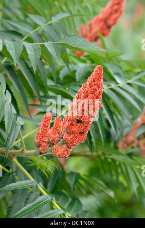 In Hirschhorn sumach (rhus hirta Syn. rhus typhina) Stockfoto