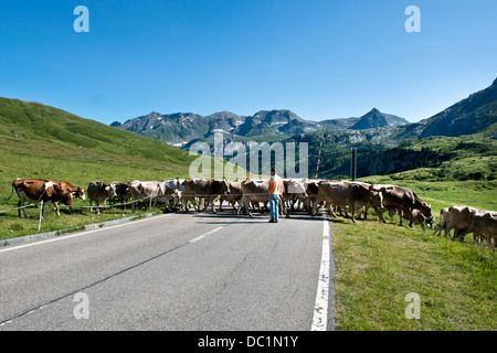 Schweiz, Kanton Tessin, Lucomagno Pass, Kühe Stockfoto