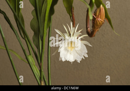 Epiphyllum Oxypetalum, eine Nacht blühende Kaktusblüte und Knospe Stockfoto