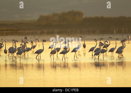 Große Gruppe von Flamingos, Oristano Region auf Sardinien, Italien Stockfoto