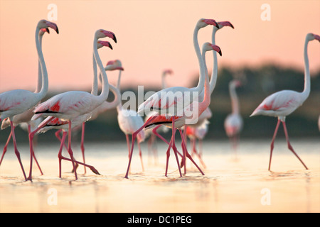 Gruppe von Flamingos in der Morgendämmerung, Oristano Region auf Sardinien, Italien Stockfoto