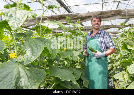 Porträt von Bio-Bauern Ernten von Gurken im Folientunnel Stockfoto