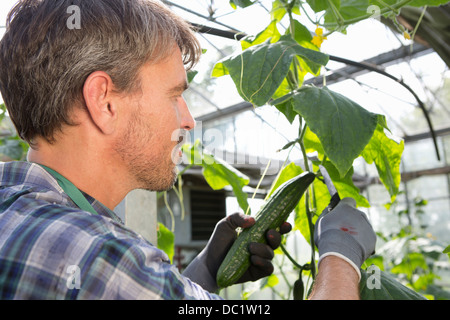 Bio-Bauern Ernten von Gurken im Folientunnel Stockfoto