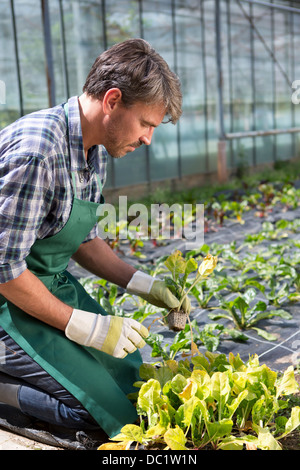 Bio-Landwirt tendenziell junge Pflanzen im Kalthaus Stockfoto