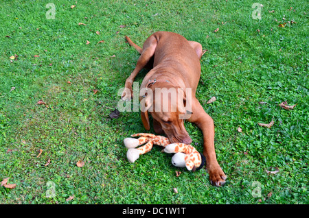 Magyar Vizsla Hund Magyar Vizsla, Vizsla Jagdhund Kurzhaarkatzen Stockfoto