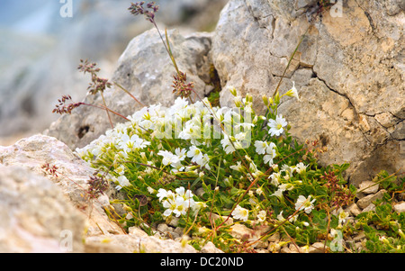 Weißen Blüten in der Kaukasus-Reserve auf Steinen wächst Stockfoto