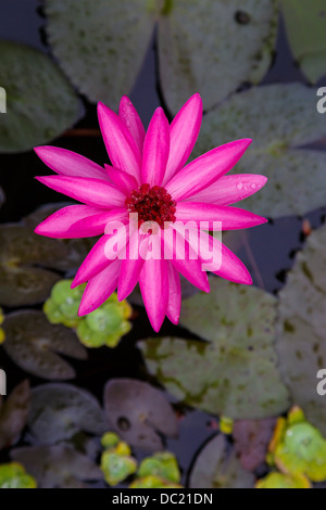 Eine einsame Seerose Blume an einem dekorativen Teich am Huong Giang Hotel in Hue, Vietnam, Asien. Stockfoto