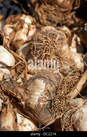 frisch gegraben Knoblauchknollen auf einem Bauernmarkt, Summit, NJ, USA Stockfoto