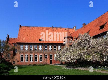 Magnolia Blossom, Rathaus Garten, Lüneburg, Lüneburg, Niedersachsen, Deutschland, Europa Stockfoto