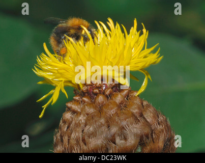 Biene auf einer gelben Blume Stockfoto
