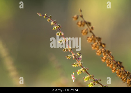 Tulsi Pflanze blüht oder Holy Basil Ocimum Sanctum. Hat medizinische und spirituelle Bedeutung in Indien Stockfoto