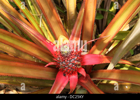 Rote Ananas, Ananas bracteatus Stockfoto