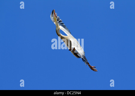 Reiher grau / grau Reiher (Ardea Cinerea) im Flug auf aufsteigende Luft durch thermische gegen blauen Himmel schweben Stockfoto