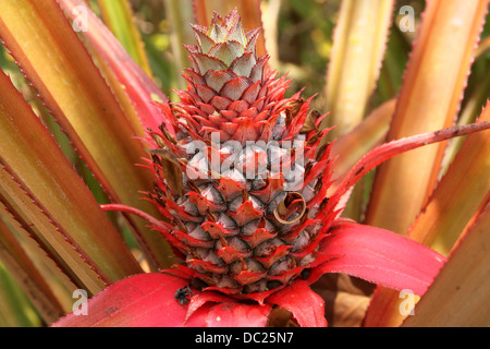 Rote Ananas, Ananas bracteatus Stockfoto