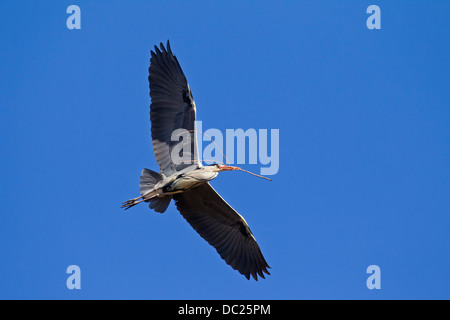 Graue Reiher / Graureiher (Ardea Cinerea) im Flug mit Zweig im Schnabel als Nistmaterial für Nestbau Stockfoto