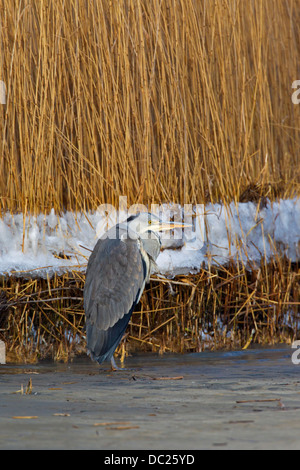 Reiher grau / grau Reiher (Ardea Cinerea) stehen am Ufer des Sees im Schnee im Winter Stockfoto