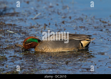 Eurasische Teal / Krickente (Anas Vogelarten) männlich auf Nahrungssuche im Teich in der Zucht Gefieder Stockfoto