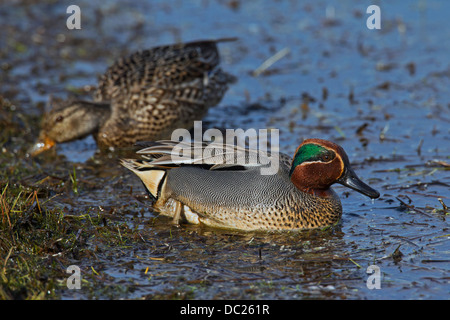 Eurasische Teal / Krickente (Anas Vogelarten) männlich in der Zucht Gefieder und Weibchen auf Nahrungssuche im Teich Stockfoto