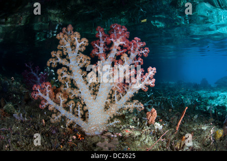 Rote weiche Koralle, Dendronephthya SP., Raja Ampat, West Papua, Indonesien Stockfoto