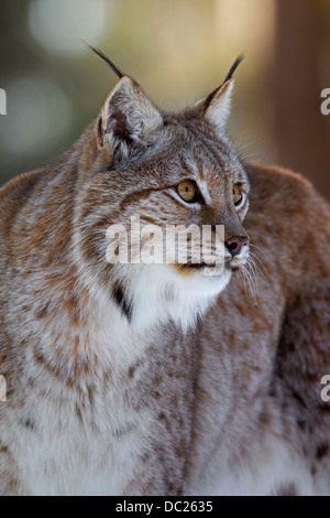 Nahaufnahme der Europäische Luchs / eurasische Luchs (Lynx Lynx) zeigt Dickes Winterfell und schwarze Haarbüschel an den Ohren Stockfoto