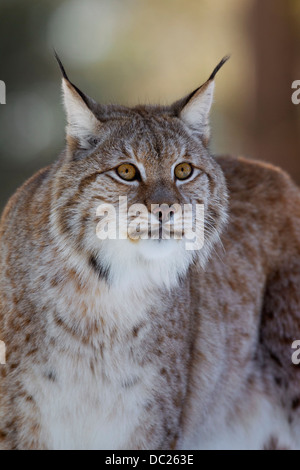 Nahaufnahme der Europäische Luchs / eurasische Luchs (Lynx Lynx) zeigt Dickes Winterfell und schwarze Haarbüschel an den Ohren Stockfoto