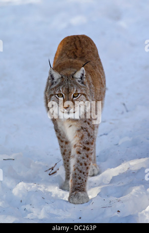 Europäische Luchs / eurasische Luchs (Lynx Lynx) Wandern im Schnee im Winter Stockfoto