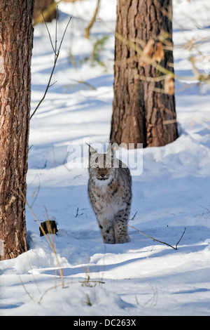 Europäische Luchs / eurasische Luchs (Lynx Lynx) Jagd im Wald in den Schnee im Winter Stockfoto