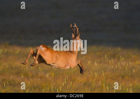 Reh (Capreolus Capreolus) Rehbock springen durch Kornfeld / Weizen Feld auf der Flucht vor Gefahr auf Ackerland im Sommer Stockfoto