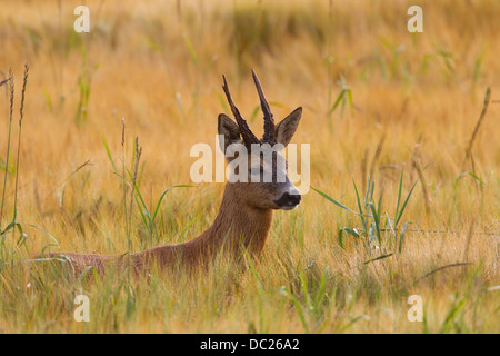 Nahaufnahme von Reh (Capreolus Capreolus) Rehbock auf Nahrungssuche im Kornfeld / Weizen Feld auf Ackerland im Sommer Stockfoto