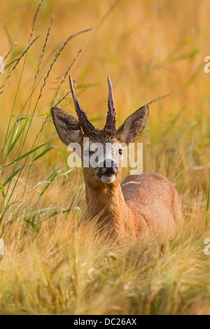 Nahaufnahme von Reh (Capreolus Capreolus) Rehbock auf Nahrungssuche im Kornfeld / Weizen Feld auf Ackerland im Sommer Stockfoto