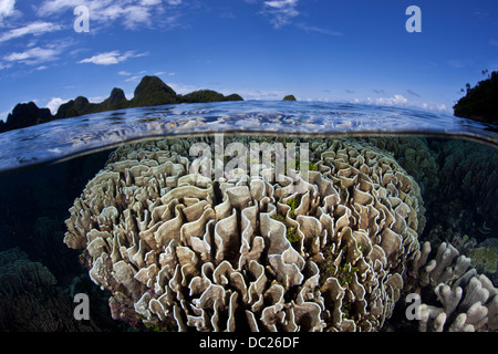 Blaue Korallen am Riff Top, Helipora Coerulea, Raja Ampat, West Papua, Indonesien Stockfoto