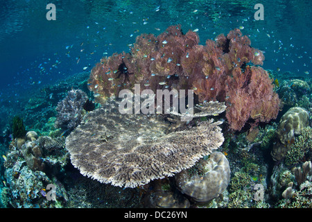 Riff-Gebäude Korallen am Riff Top, Acropora SP., Misool, West Papua, Indonesien Stockfoto