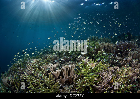 Riff-Gebäude Korallen am Riff Top, Acropora SP., Misool, West Papua, Indonesien Stockfoto